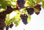 Как ускорить созревание винограда и повысить урожайность