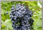 Основные сорта винограда