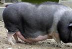 Как определить беременность свиньи в домашних условиях: способы диагностики