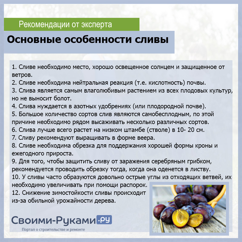 Слива польза для женщин. Чем полезна слива. Чем полезна слива для организма. Слива польза для здоровья.